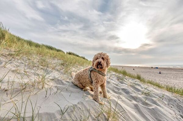 Urlaub mit Hund - Gerne, aber nur nach vorheriger Rücksprache möglich